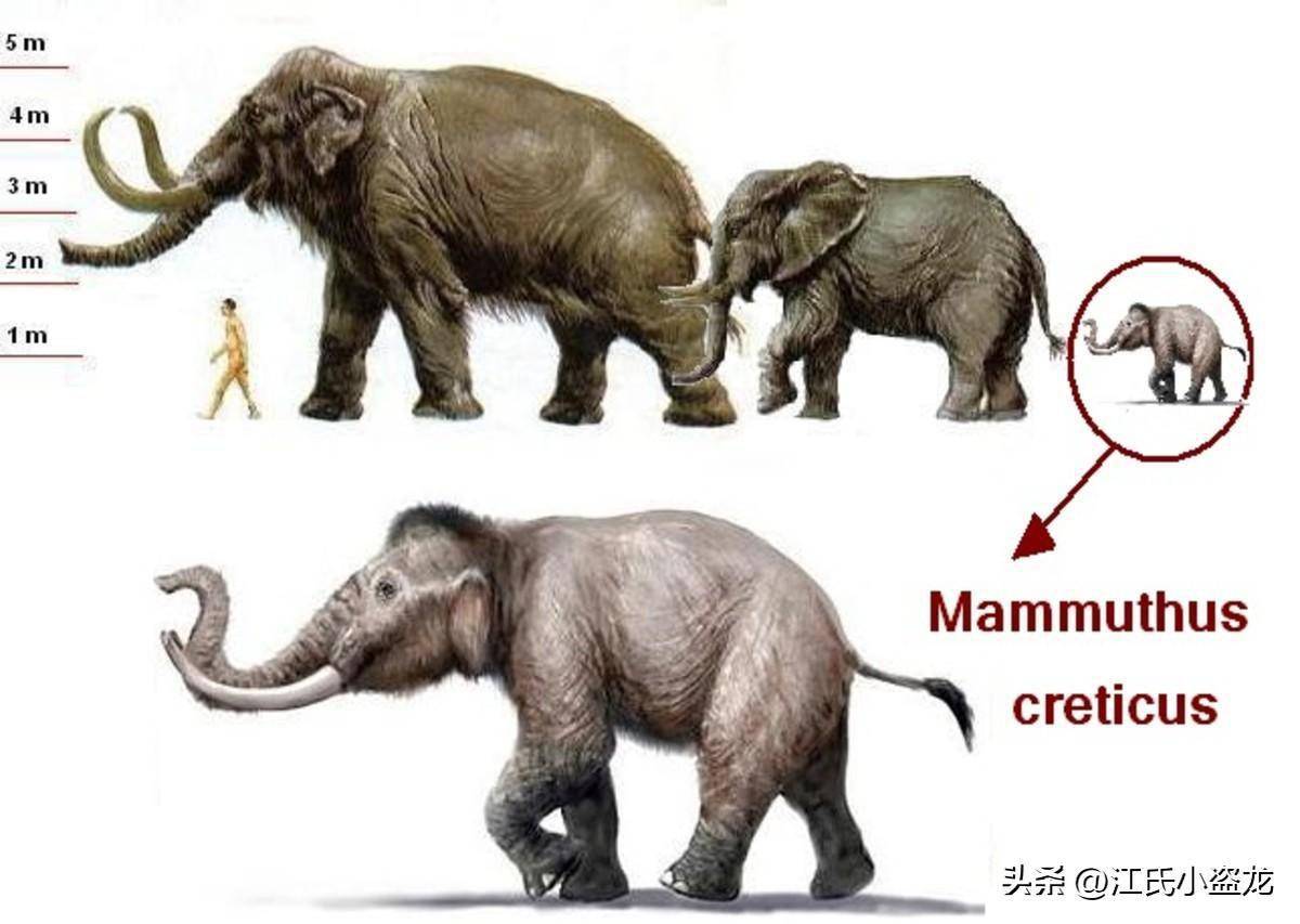图注:不同种类的猛犸,图片来自网络图注:克里特猛犸与其祖先的体型