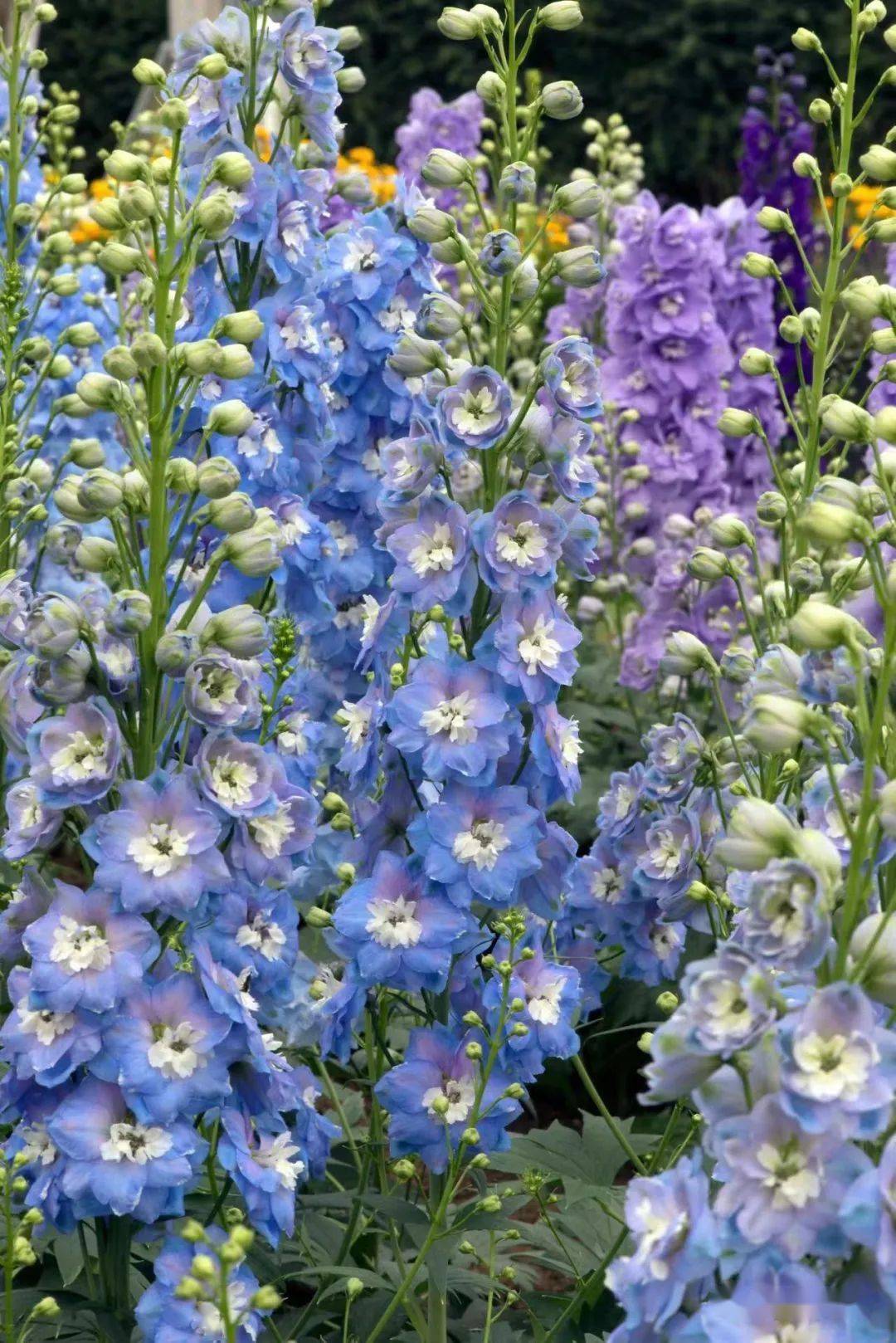 【宿根花卉】种苗订货季 英式花园植物三剑客Ⅱ