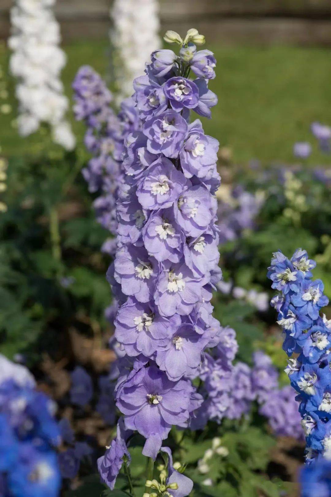 【宿根花卉】种苗订货季 英式花园植物三剑客Ⅱ