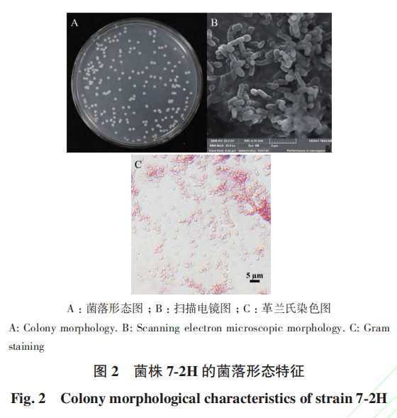 colony微生物图片