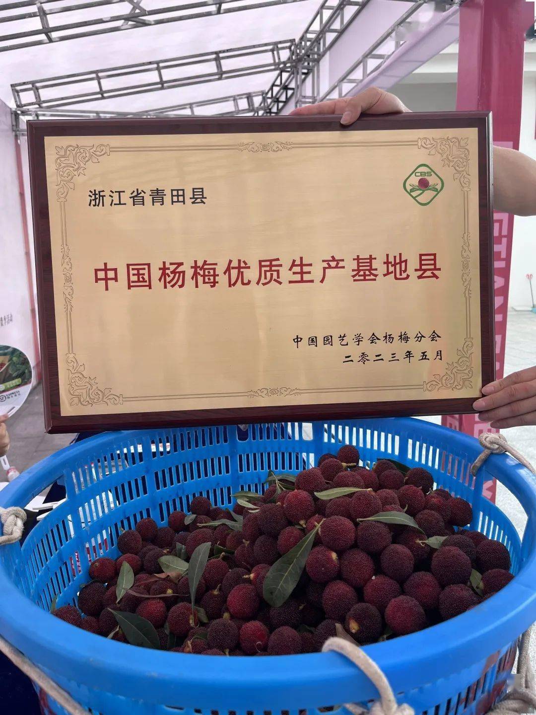 团购| 正宗青田露天东魁杨梅,个大匀称,酸甜爆汁,好评如潮!