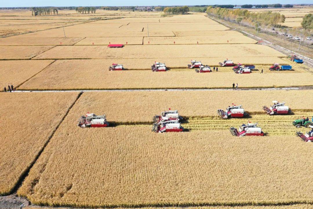 浴"洪"重生,回眸泰来农场25年发展历程_党旗_建设_洪水