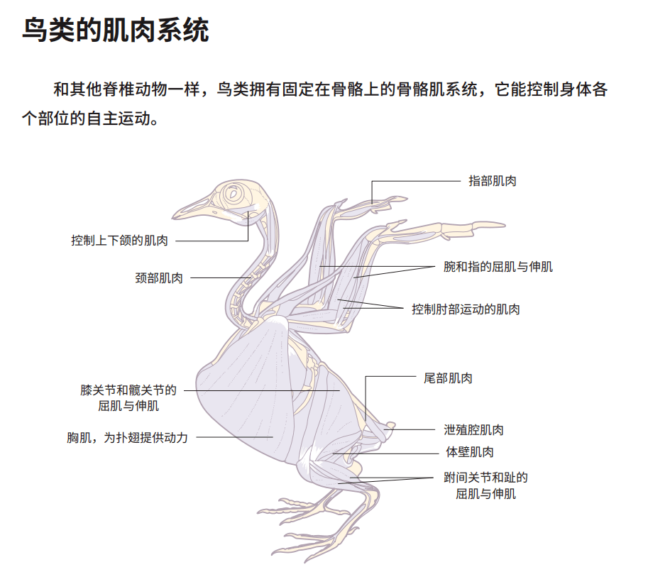 鸟的形态结构示意图图片