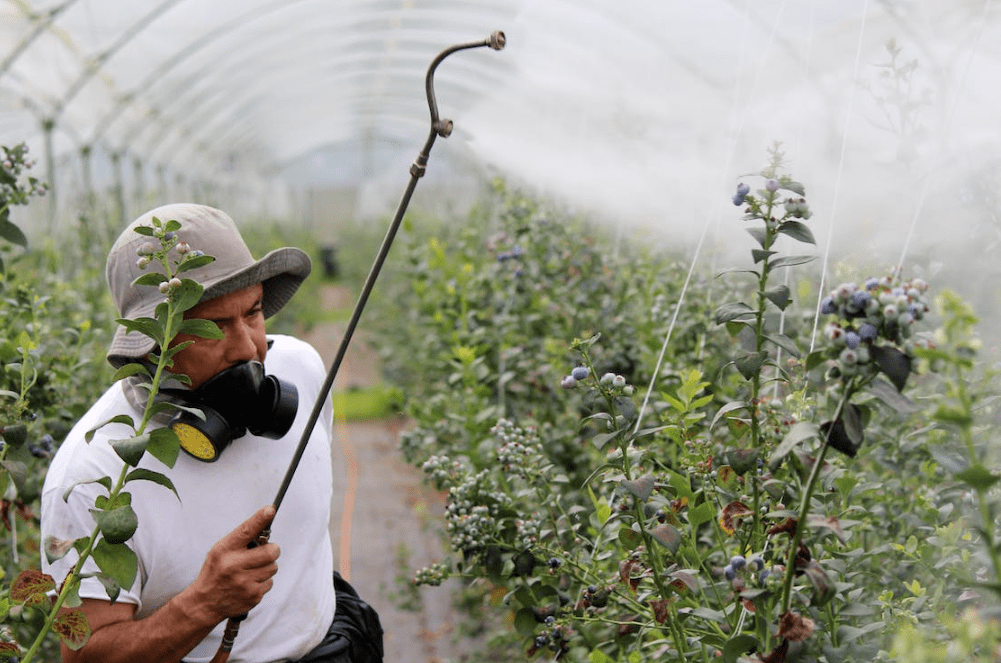"打药神器"拯救"大棚病",节水50%,节药30%,还能增产10%!