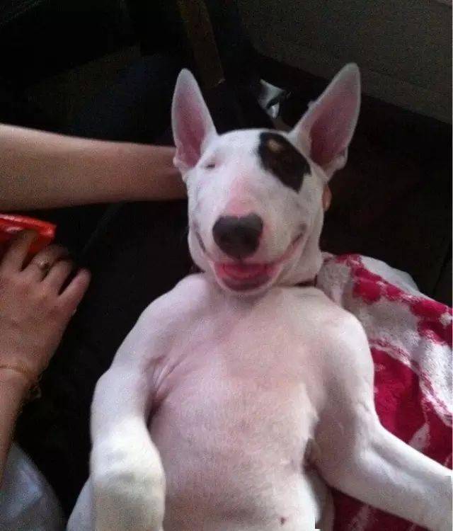 牛头梗不愧是怪异杀手,怪异又有趣!_肌肉_的能力_样子