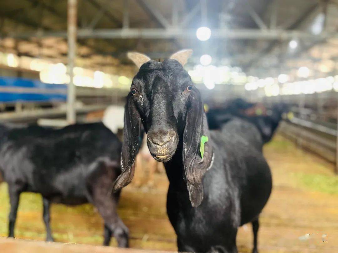 简阳羊肉我国成功培育的第二个肉羊新品种是新中国成立以来简州大耳羊