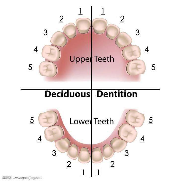 牙齿位置描述图 十字图片