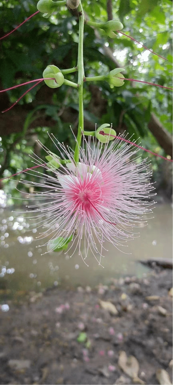 玉蕊花的寓意图片