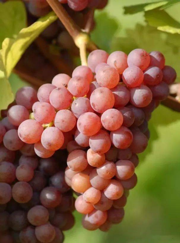 寒香蜜不仅长势强健,而且长出来的葡萄果实果肉软而多汁,风味纯正