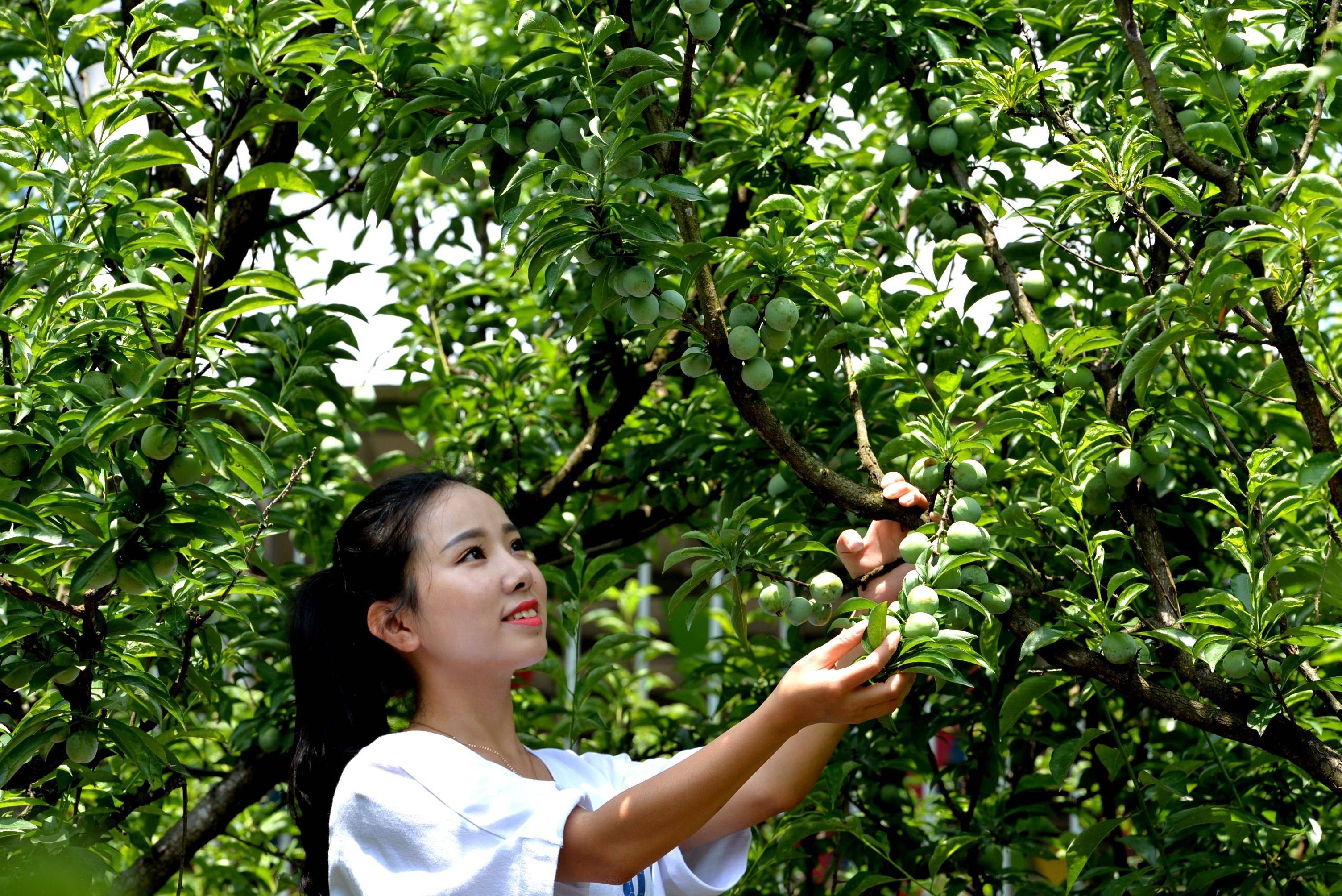 2023年贵州生态日|沿河:"空心李"变成"金果果"_南庄村_车应洪_发展