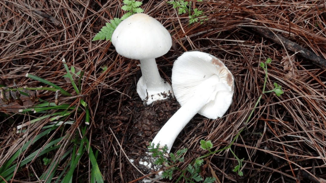贵州野生菌开始出没,你认识几种?_白色_红菇_日本