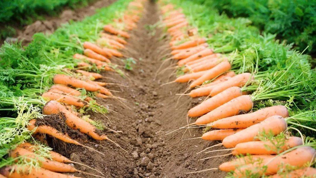 产地食材 ▎店阜水果胡萝卜,甘甜多汁,清脆爽口～_口感_品质_产品