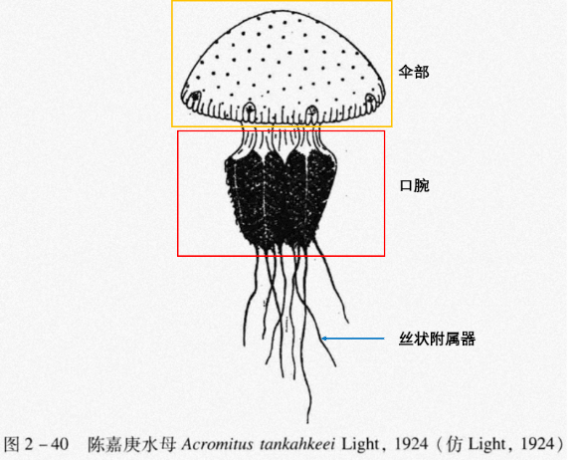 水母身体结构说明图图片