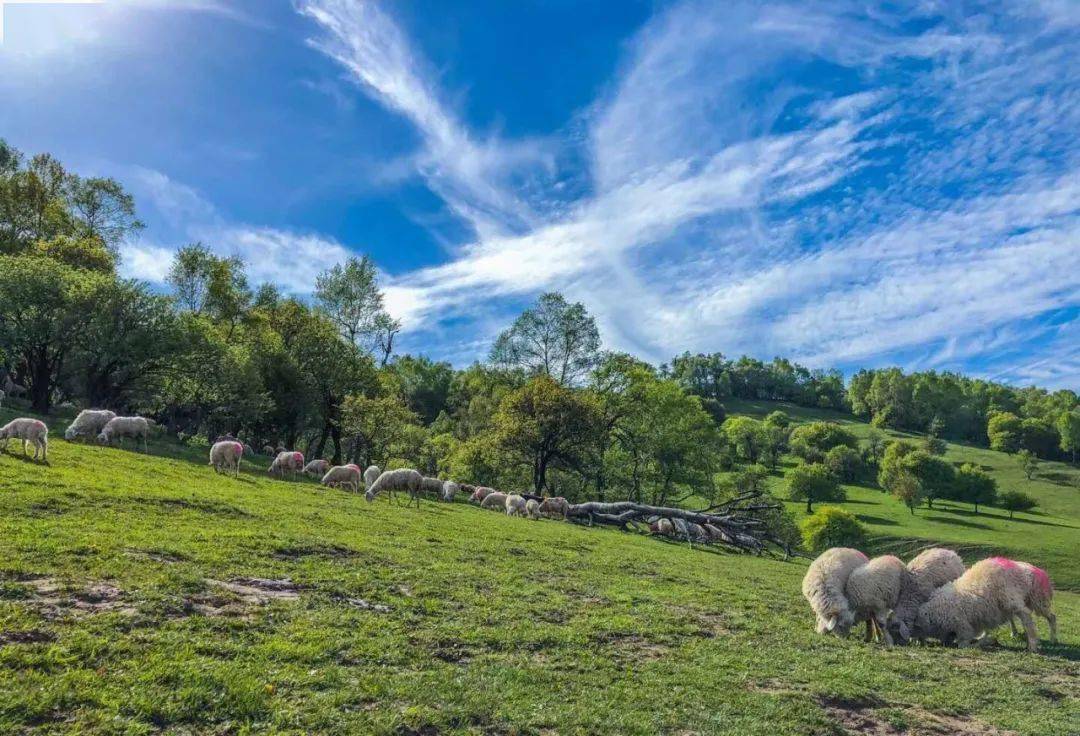 闲坐关山草原,静看云卷云舒!_景区_改造_侵权