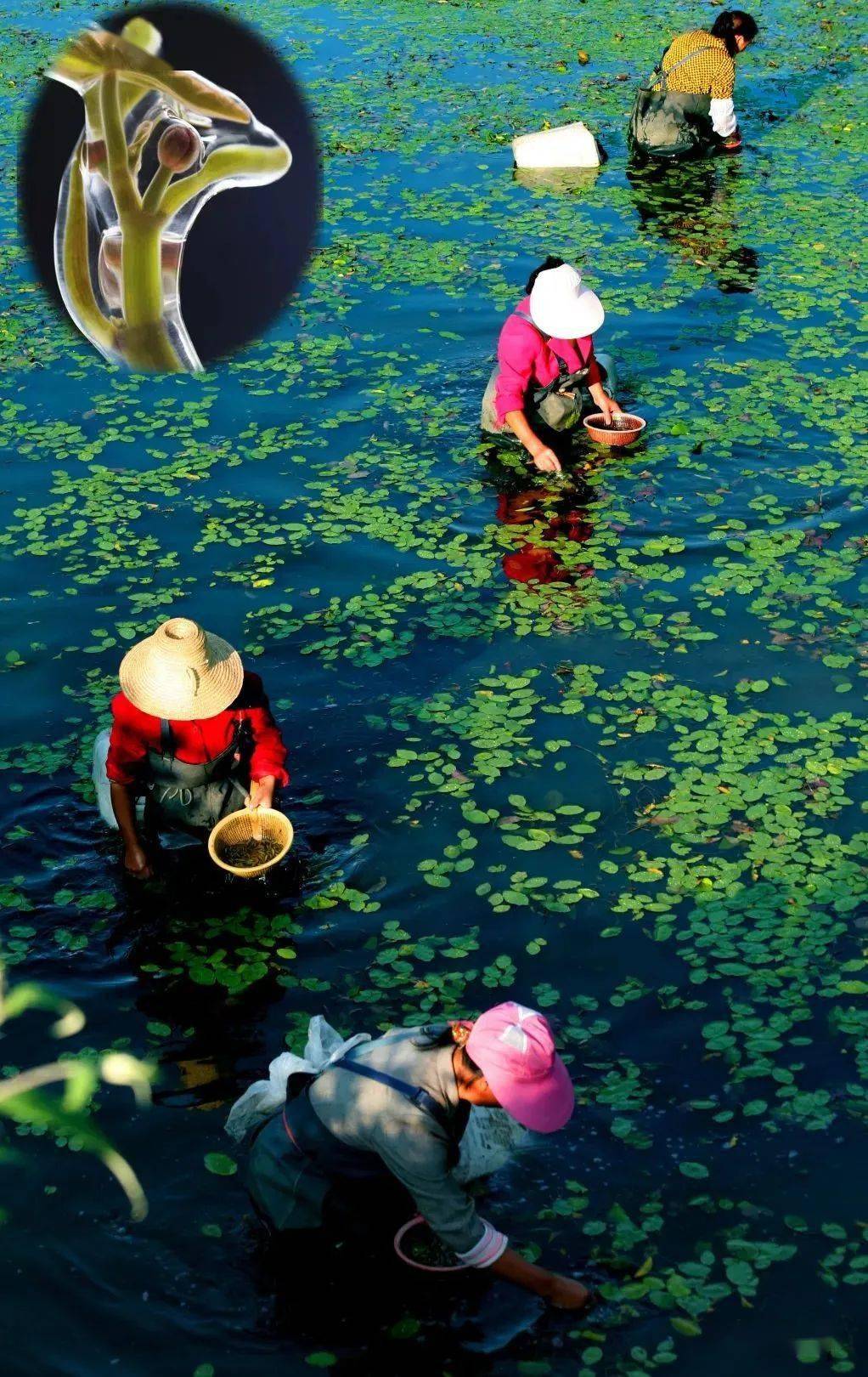 这样的利川,你爱了吗?_清江_中国_水杉