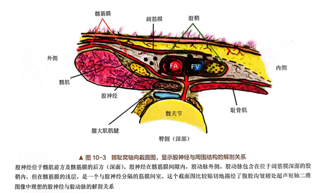 经典的股神经解剖