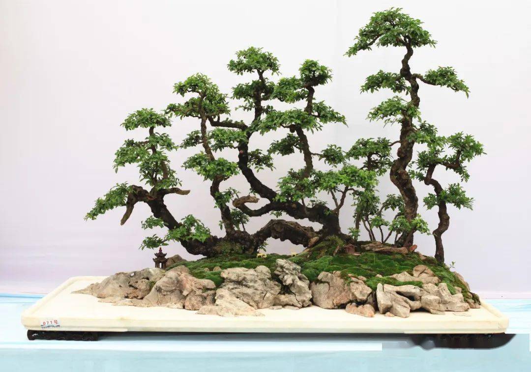 第十届云南省盆景展评选结果已出炉!_cm_规格_清香