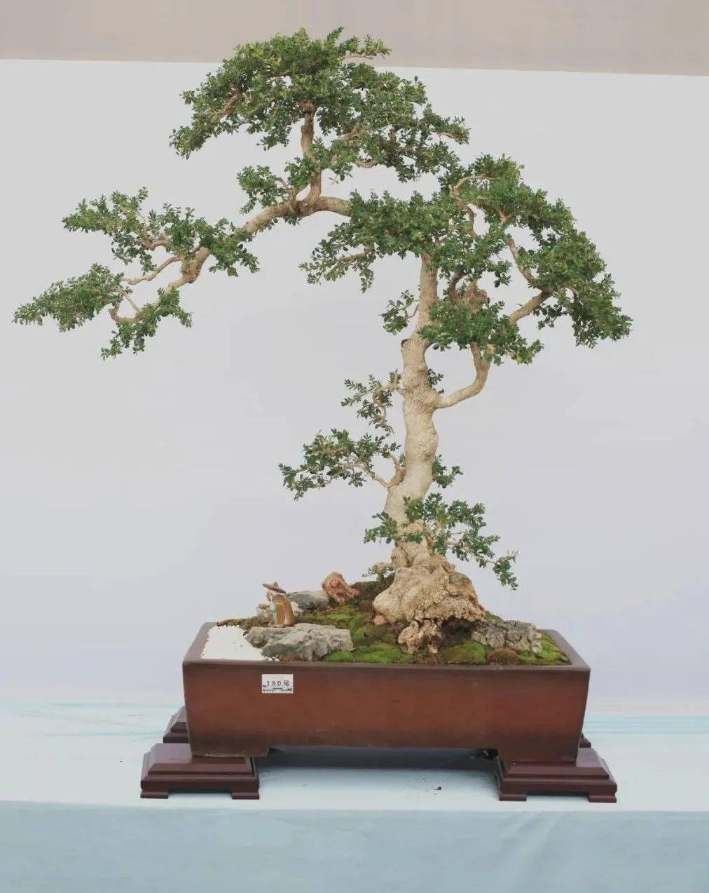 第十届云南省盆景展评选结果已出炉!_cm_规格_清香