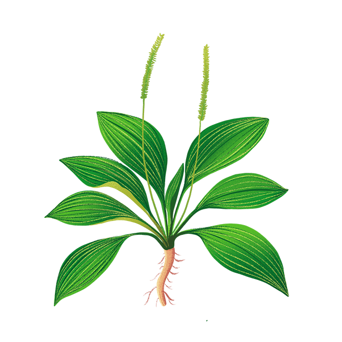 这些端午民俗您知道吗?_民间_习俗_五毒