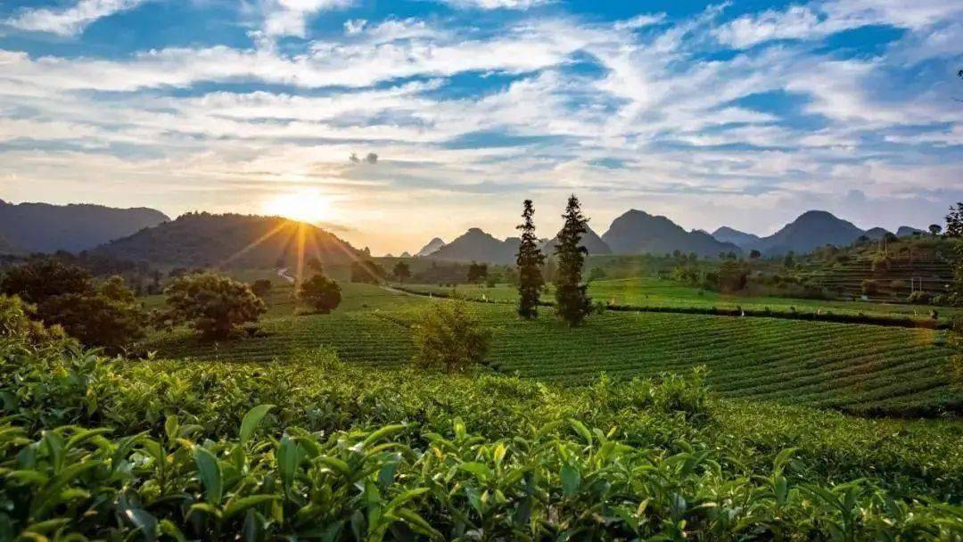 61 英德一年一度荷花节  九龙峰林小镇,德高信有机生态茶园> 清远