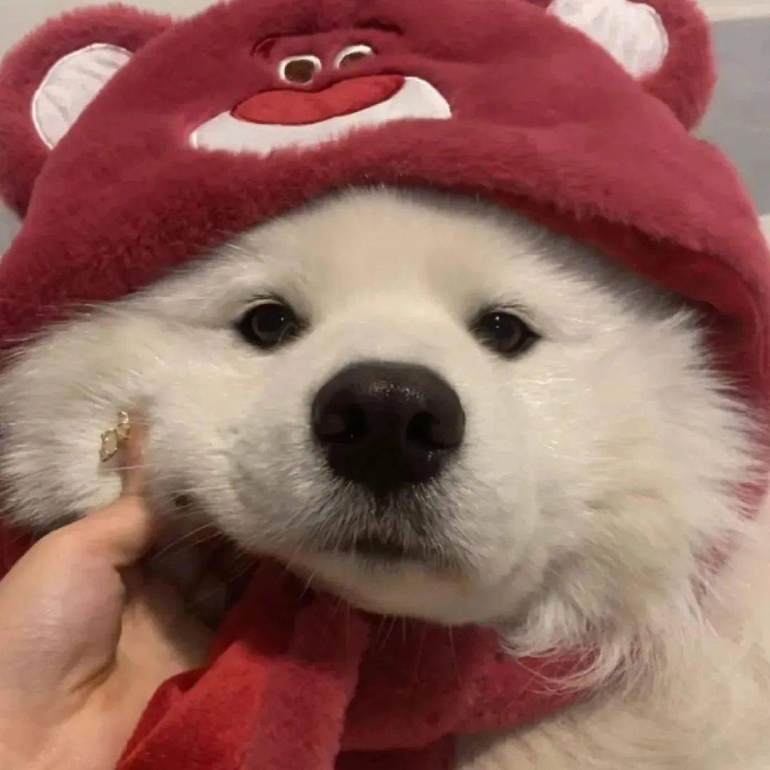 头像| 神明也会心动的微信头像_耳朵_什么_嘴脸