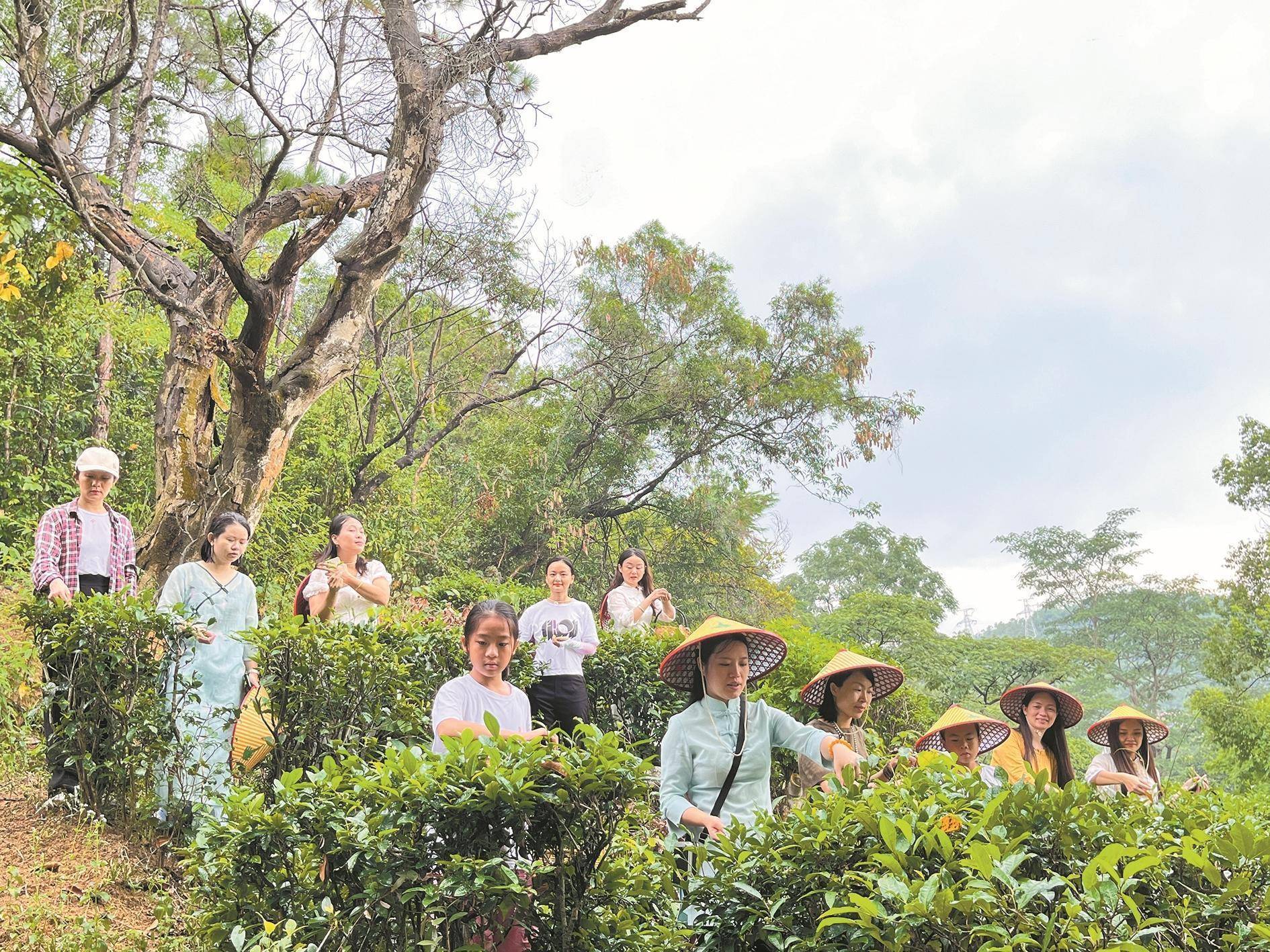 五桂山红茶图片