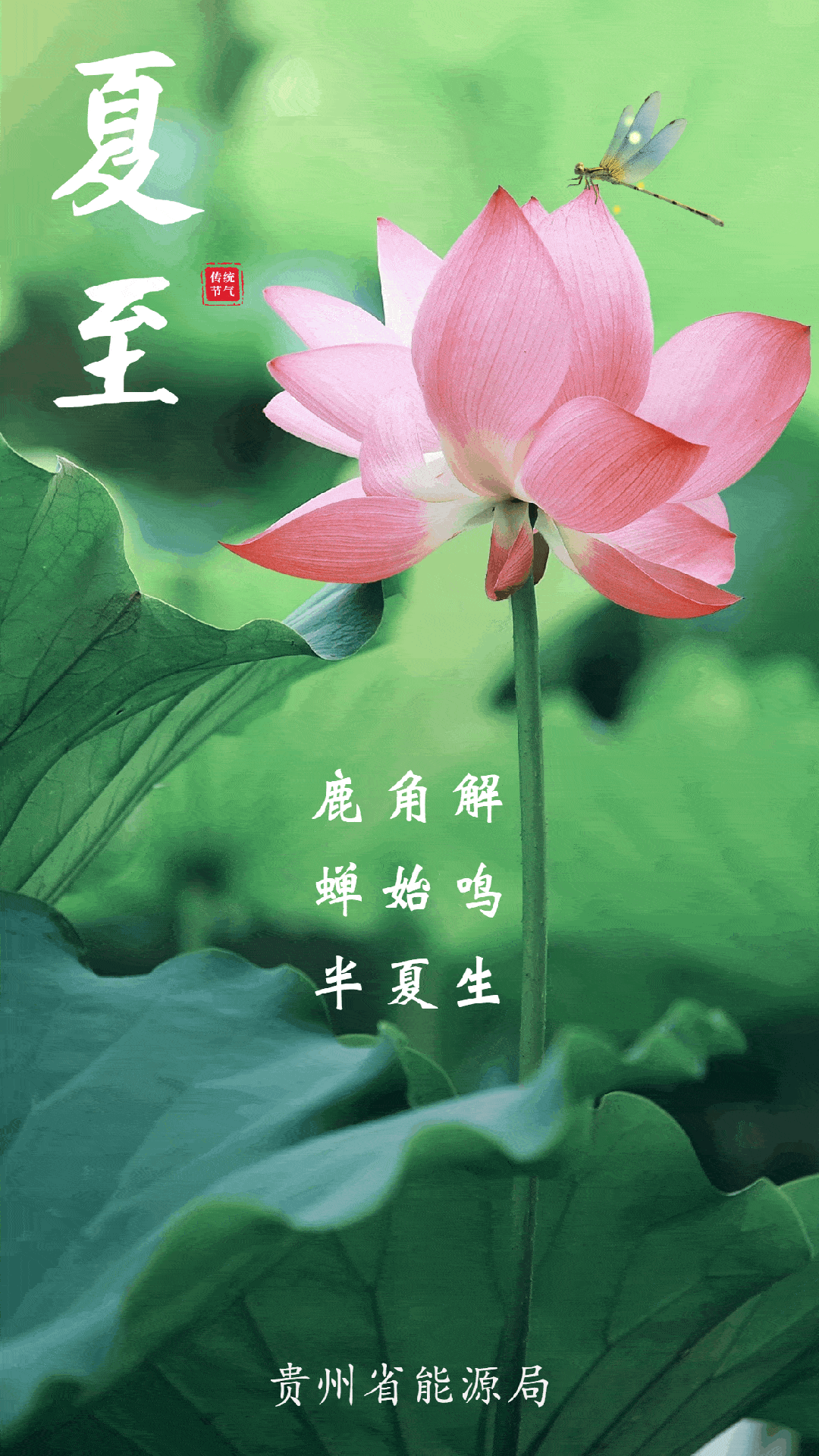 夏至到,鹿角解,蝉始鸣,半夏生!_贵州省_新能源_保护