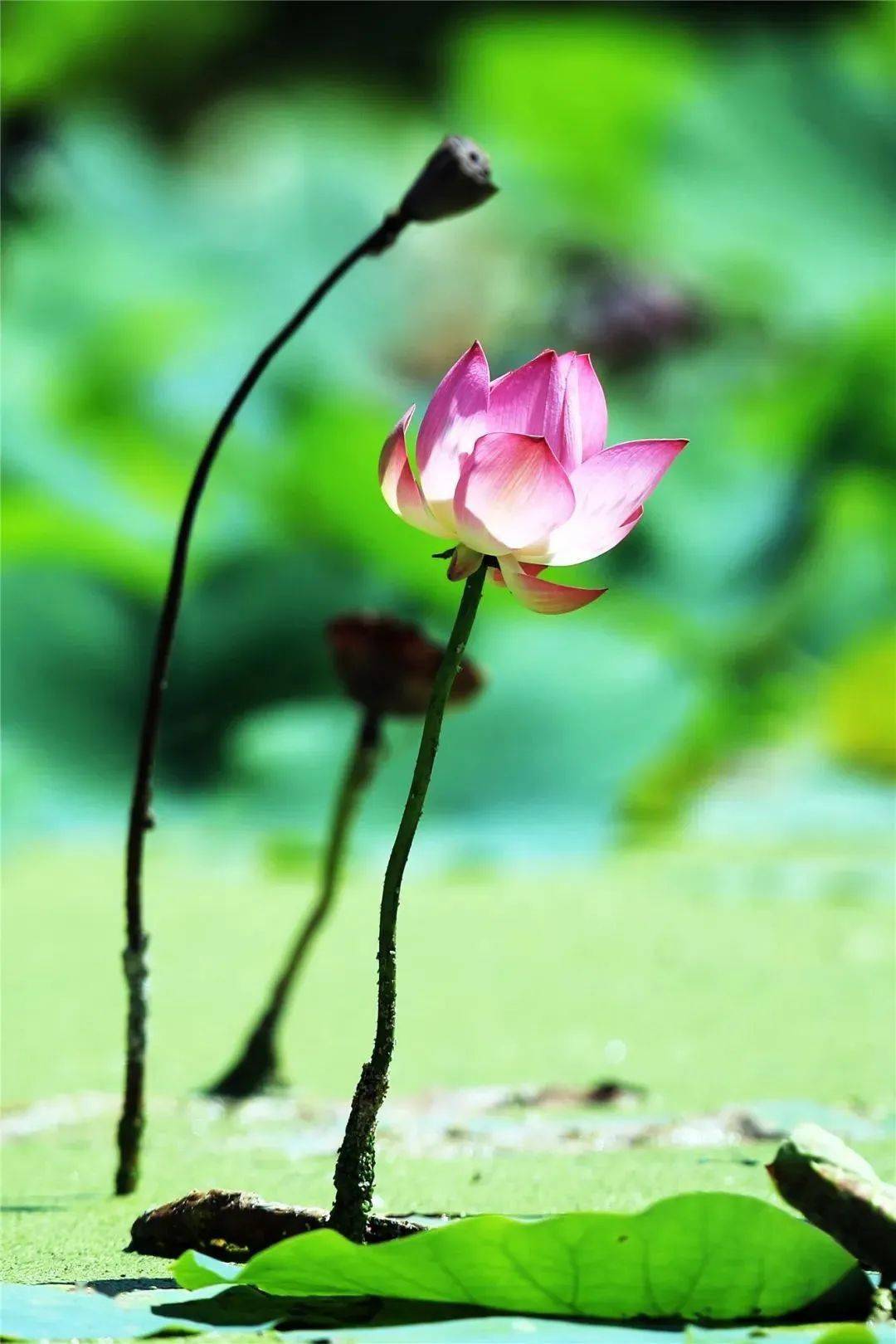 夏至| 一場酣暢淋漓的釋放_古蓮花池_保定_太行