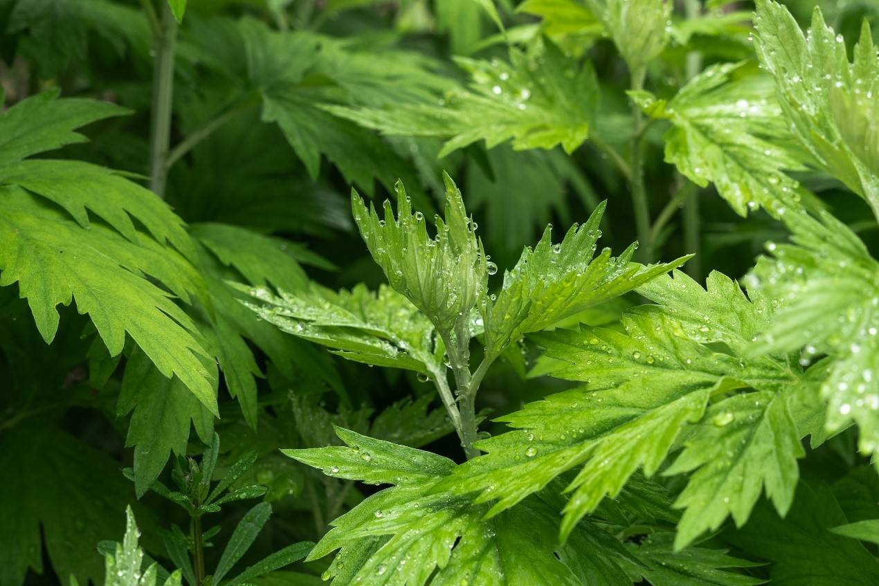 好奇点︱万千植物中,端午为何就让“艾草”代言?_邹立思_艾叶_艾灸