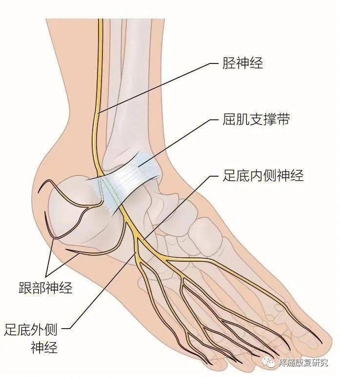 足底外側神經支配足底方肌,小趾展肌,小趾短屈肌,第2蚓狀肌,第3蚓狀肌