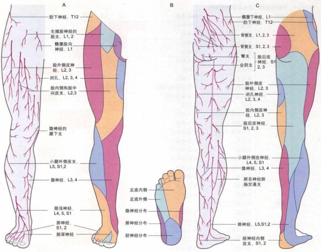 腰椎对应的腿部神经图图片