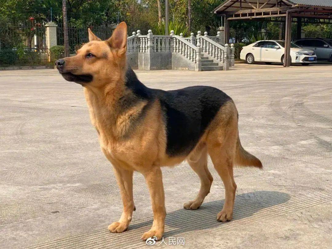 7只退役搜救犬征集领养人_时间_救援_服役