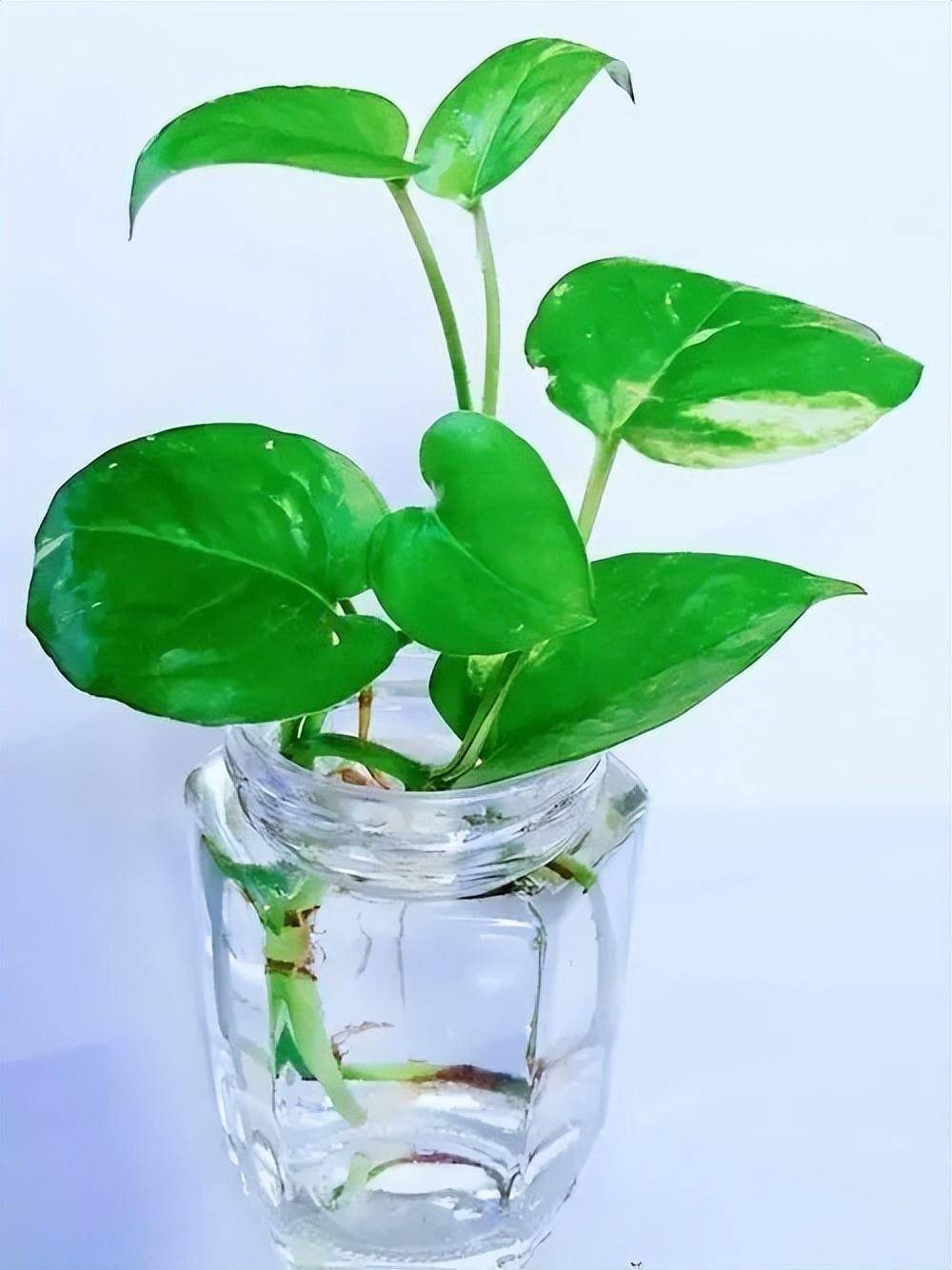 5种普通小绿植,养家里真赞,吸收灰尘,常年翠绿,空气更干净_植物_叶片