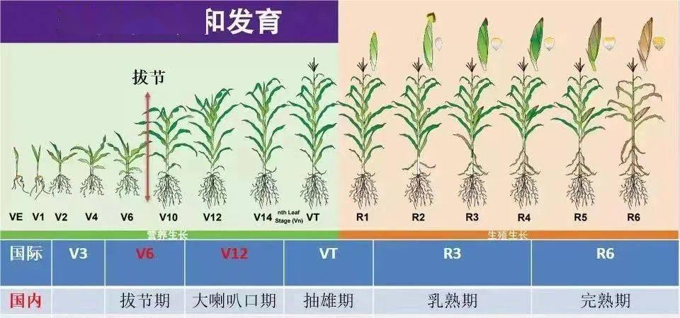 玉米种子发芽过程记录图片