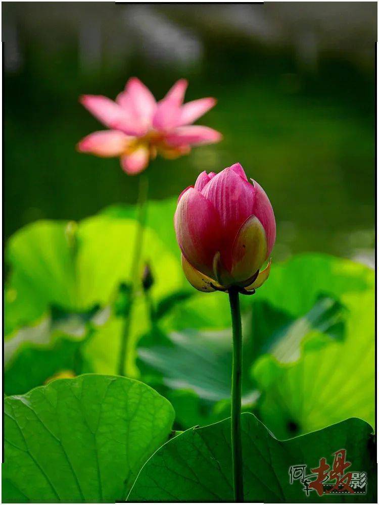 摄莲:对比分主次_景深_摄影_荷花