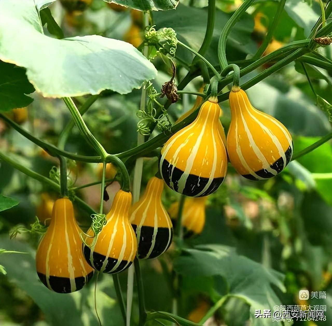 墨西哥七彩葫芦,颜色靓丽,五彩斑斓,形状各异,内皮也泛彩,具有极佳的