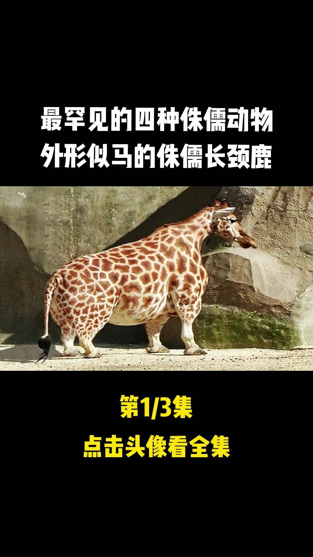 最罕见的四种侏儒动物,外形似马的侏儒长颈鹿. 长颈鹿 野生动物