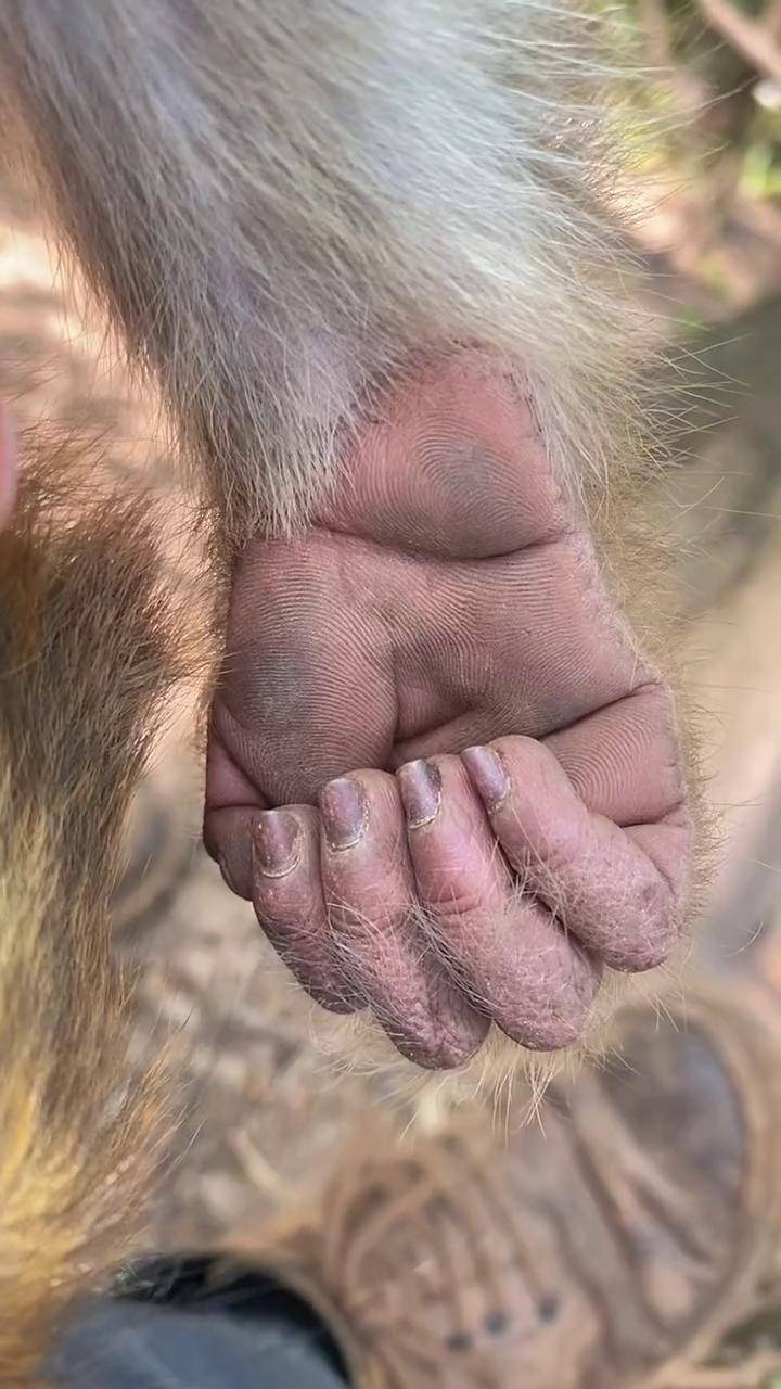 猴手关爱保护野生猕猴