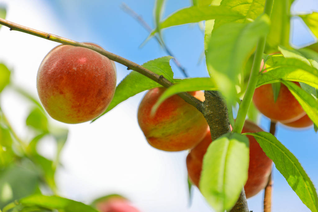 来凤县漫水乡:桃子丰收挂枝头_水果_园艺_种植