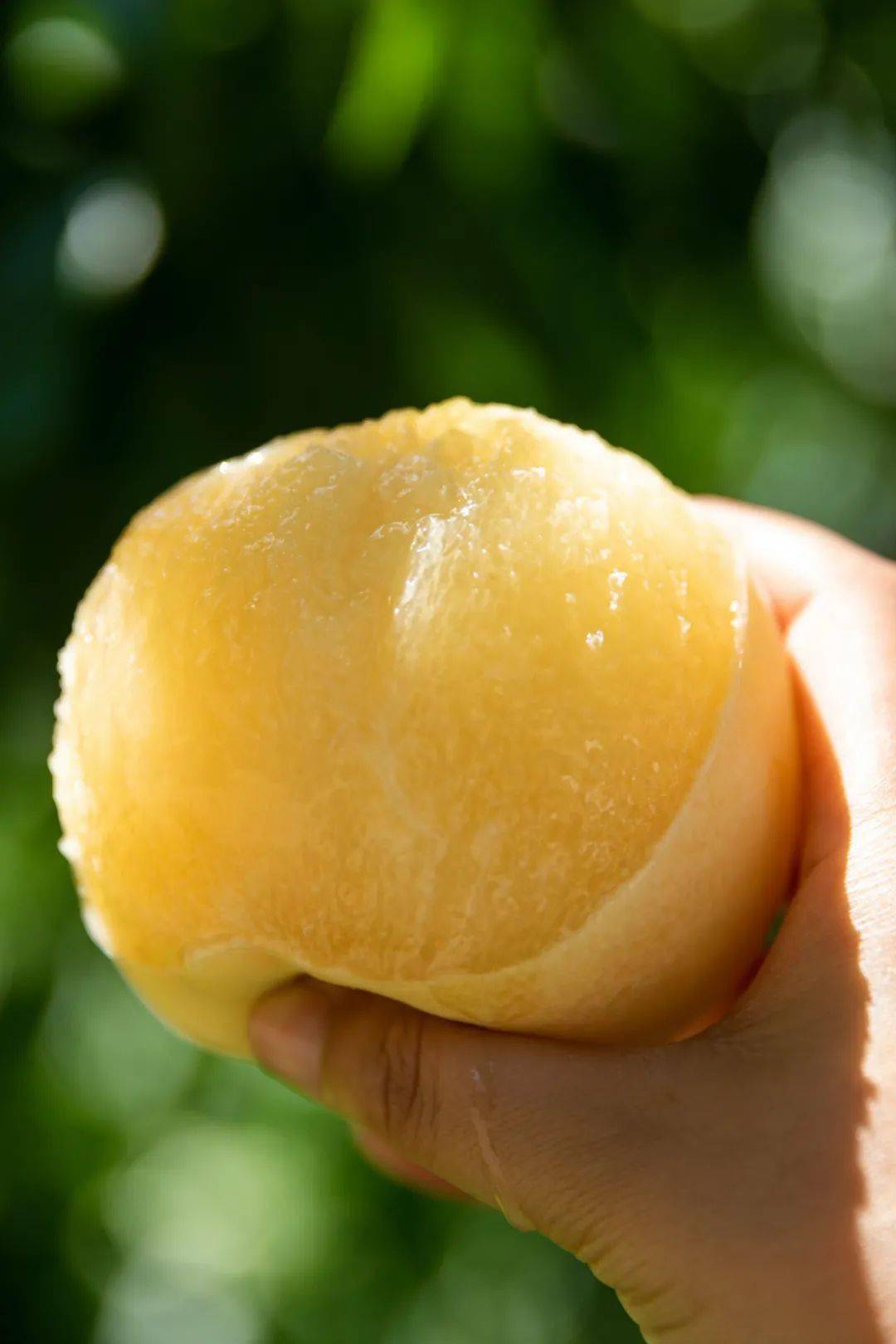 它一方面在国内"开宗立派",今天水蜜桃界的两大巨头——奉化水蜜桃和