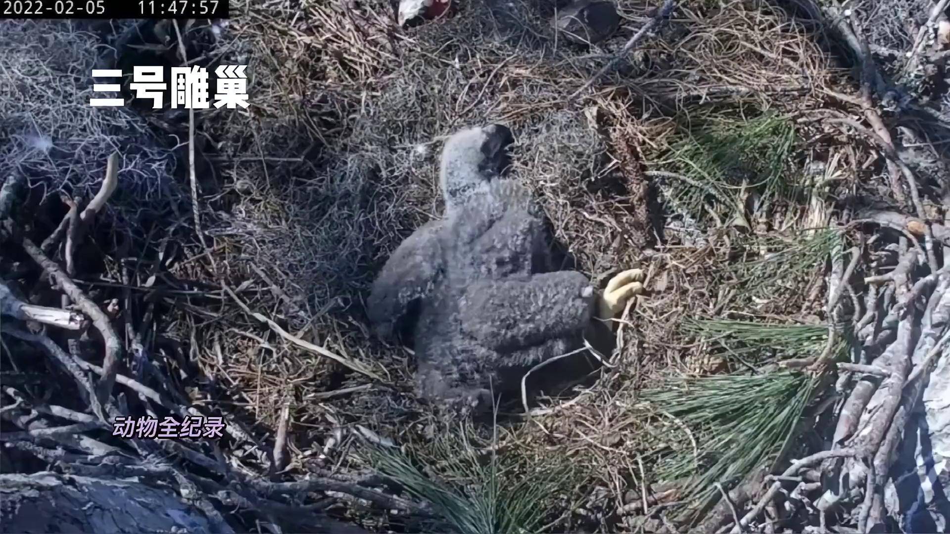 鸟 白头海雕 幼崽 动物世界 万物皆有灵性