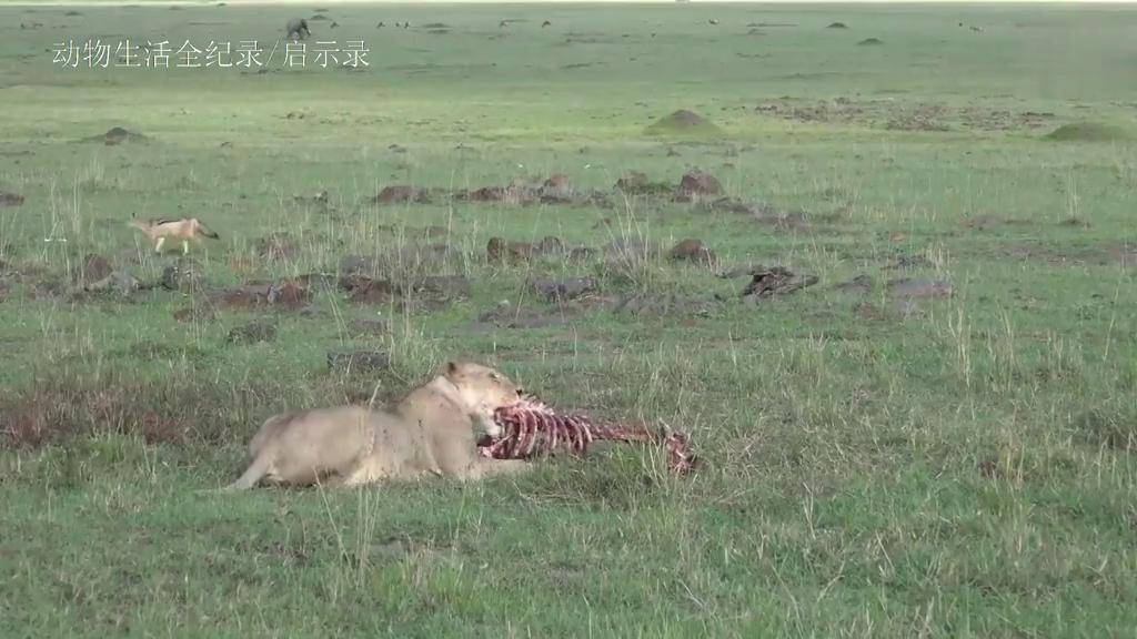 胡狼:能不能有点国际主义精神?骨头也不给留一点?