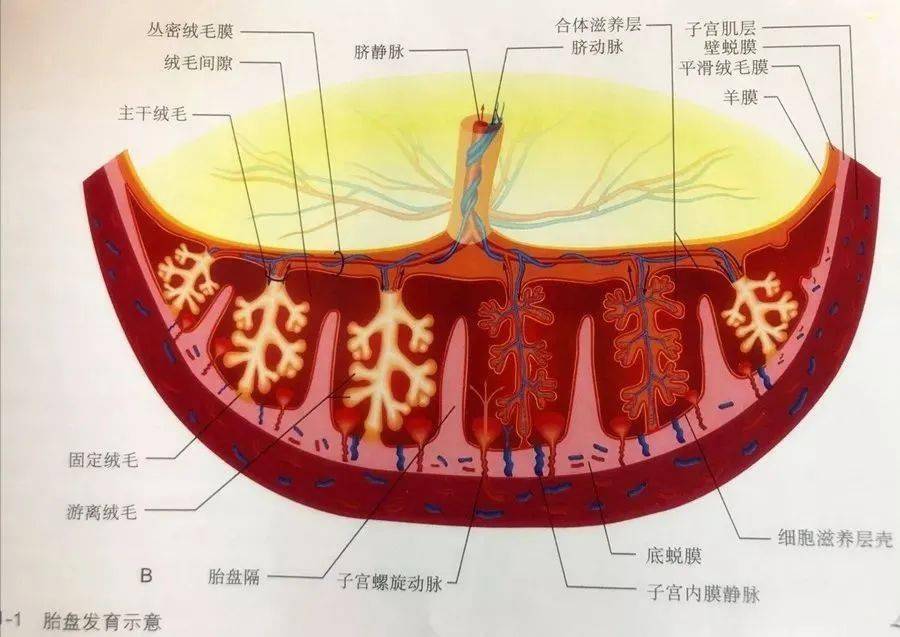 出现胎盘早剥,产科医生要做的8件事,一定牢记!_子宫_胎儿_监测