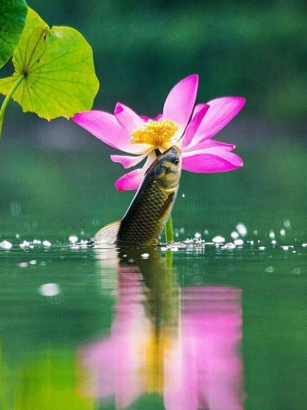 鱼戏莲叶间,太精彩了!_田田_网络综合_图片