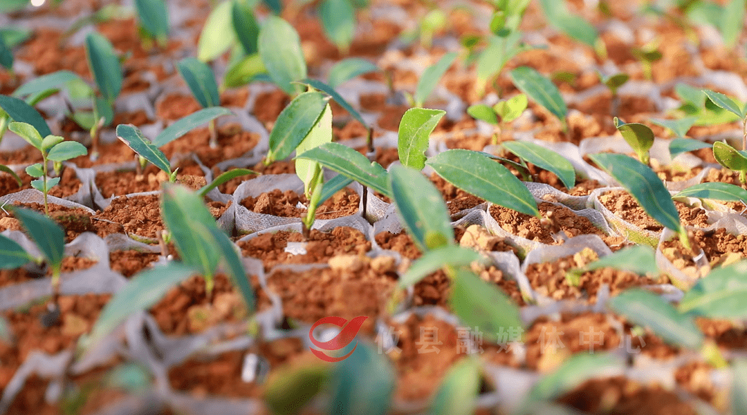 优质油茶树苗品种