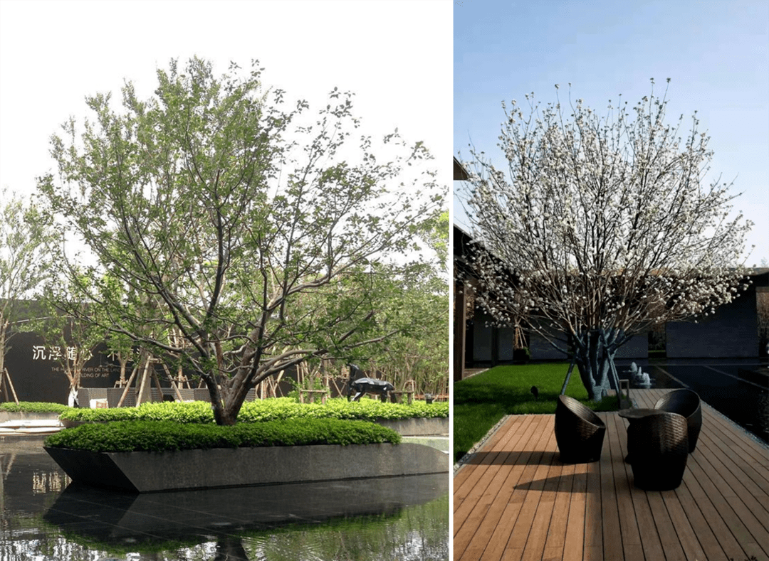 高大乔木类,花乔类,花灌木类丨植物寓意篇_象征_元宝枫_朴树