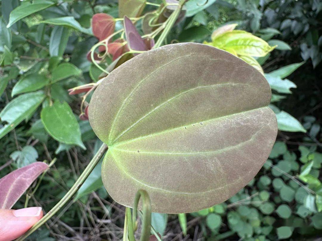 丹霞山植物轻扫