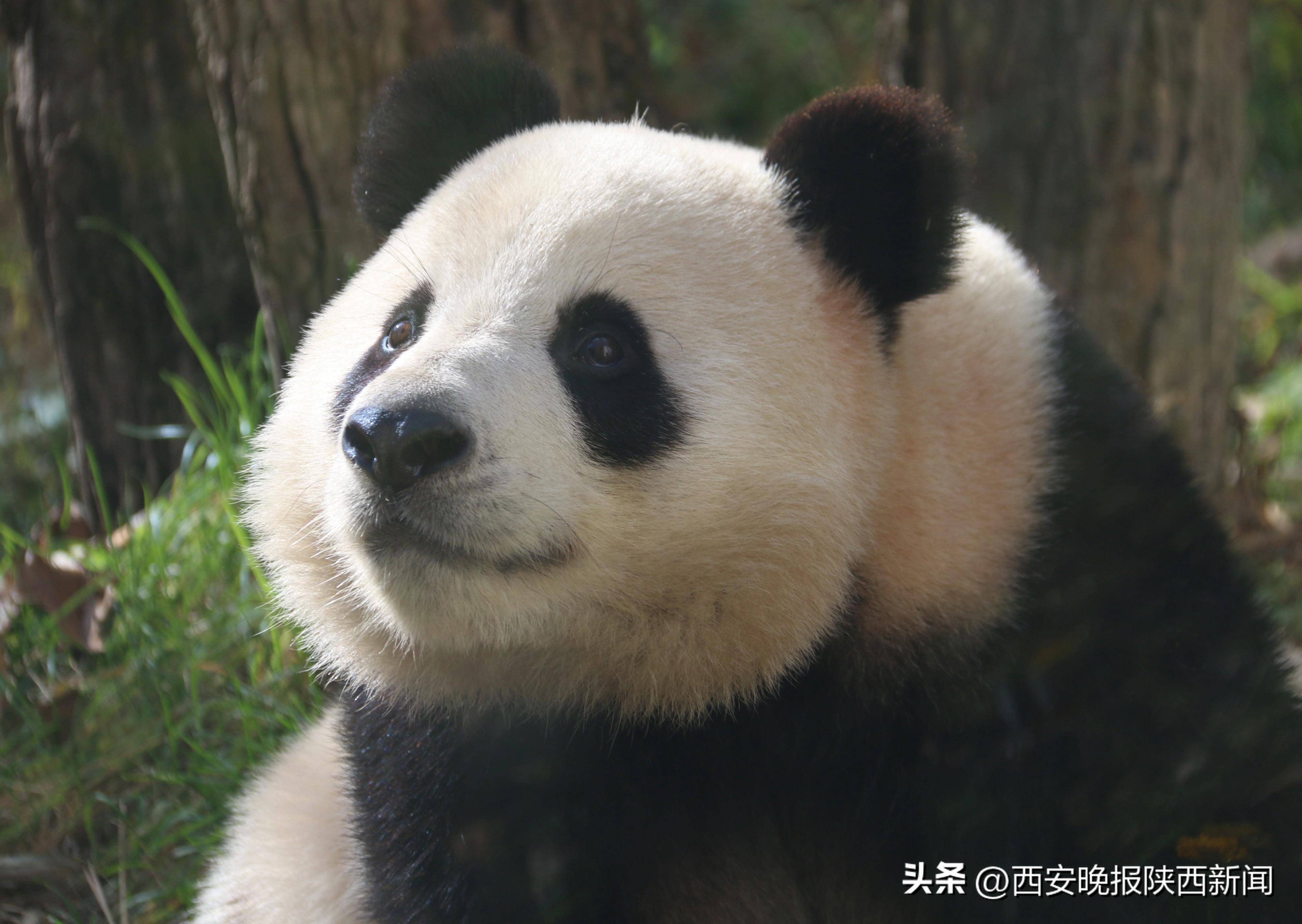 小城佛坪 熊猫来野——陕西·佛坪大熊猫区域公共品牌发布暨文旅