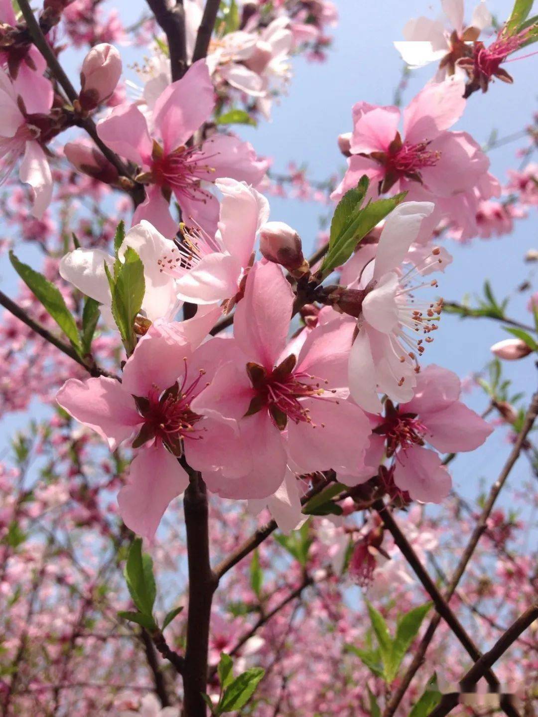 谭老师教你画国画写意桃花