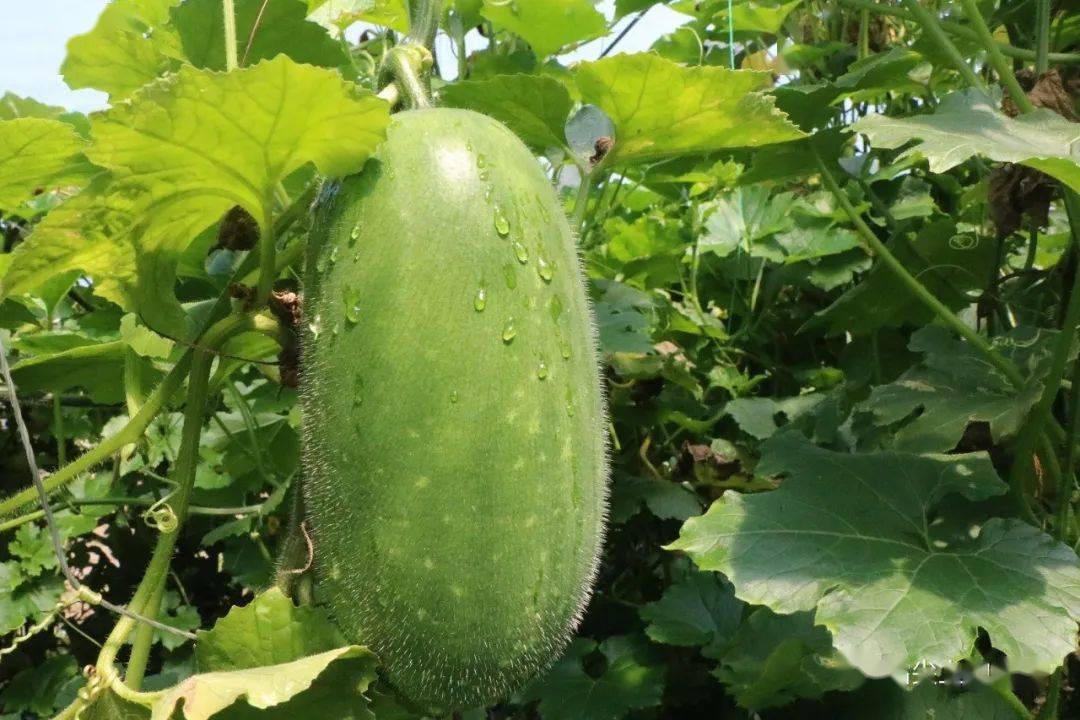 【乡村振兴】高峰头镇蔡圩后:绿春小冬瓜 催开致富花_高启_收入_种植